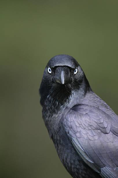 istock Portrait of a crow-raven 492192594