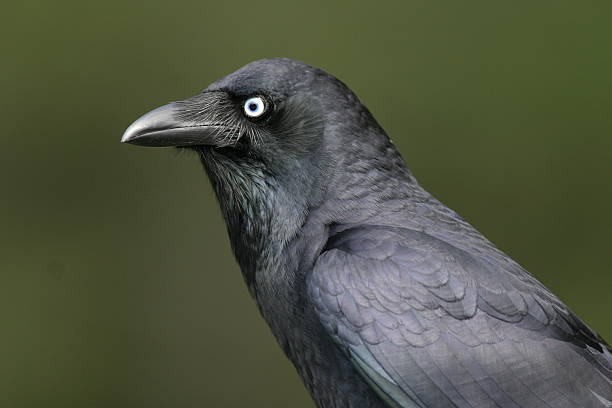 istock Portrait of a crow-raven 492192716