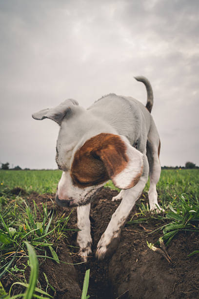 Dog digging a hole stock photo