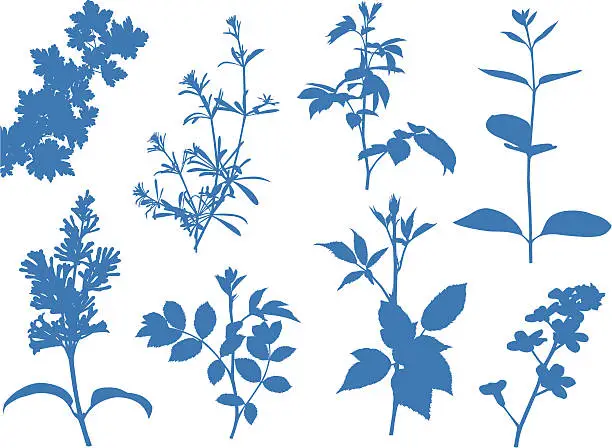Vector illustration of Plantshapes (eight various).
