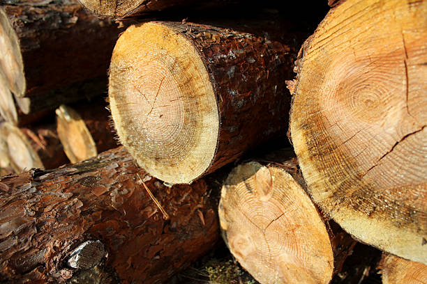 istock pile of sawed pine wood 492195191