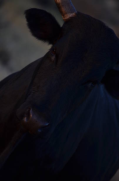 istock Black African Nguni cow scewed close-up 492195963