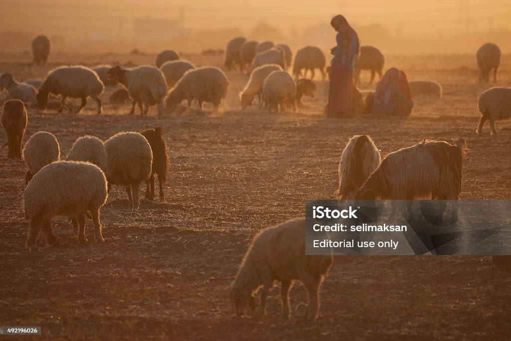 Female Shepherd And Flock Of Sheeps In Sunset Sanliurfa, Turkey - August 14, 2014: Female shepherd and herding flock of sheep in sunset near Sanliurfa, Turkey.The shepherd is standing on the up right part of frame. 2015 Stock Photo