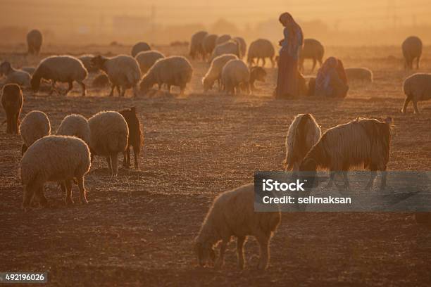 Female Shepherd And Flock Of Sheeps In Sunset Stock Photo - Download Image Now - 2015, Agriculture, Animal Family