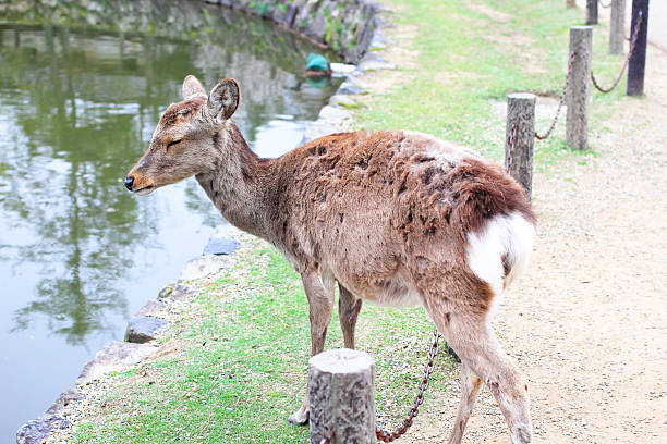 istock Freely walking deer in Nara, Japan 492196859