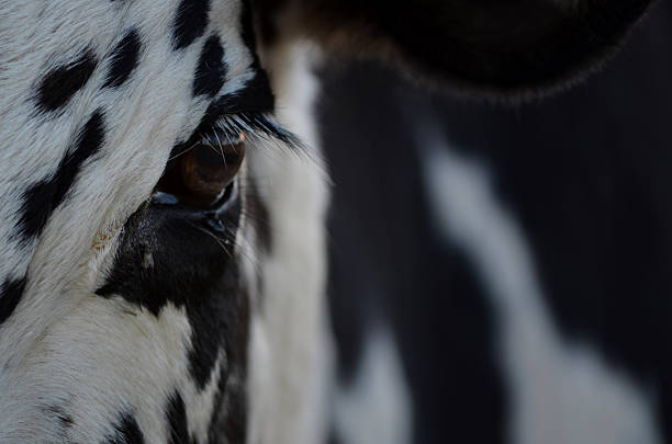 The characteristic patterns of the African Nguni cow shows in this close-up, as well as the animal's pupil shape, eye lashes and a fly