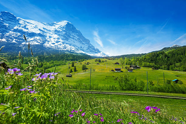 istock Blooming flowers with beautiful Swiss landscape 492197241
