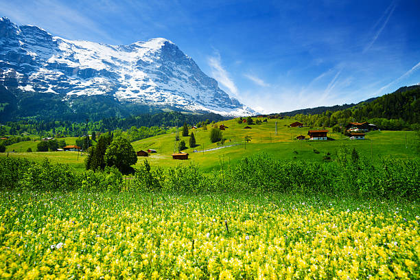 istock Yellow flowers field, beautiful Swiss landscape 492197243