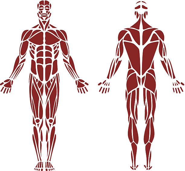 Human Muscle vector art illustration