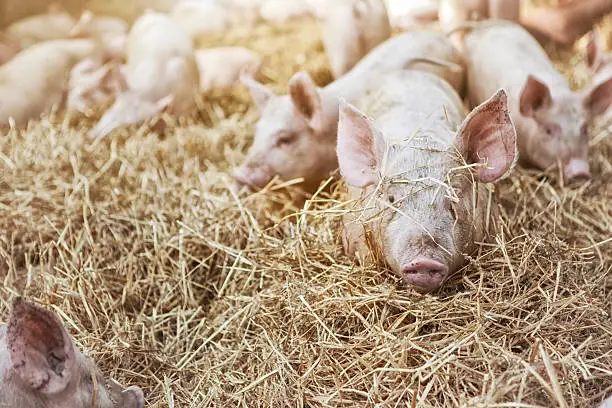 Happy pigs on organic ecological farm in Denmark..