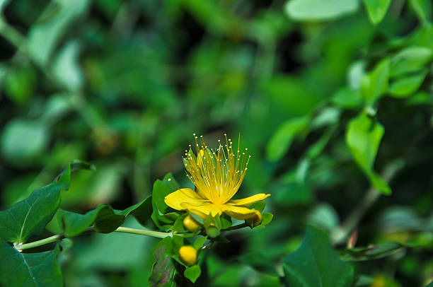 Blooming Flower stock photo