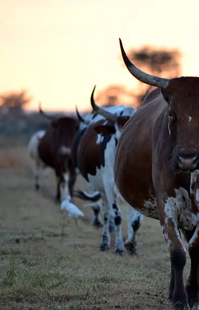 Four Nguni cows from South Africa walk behind the first with four horns repeating