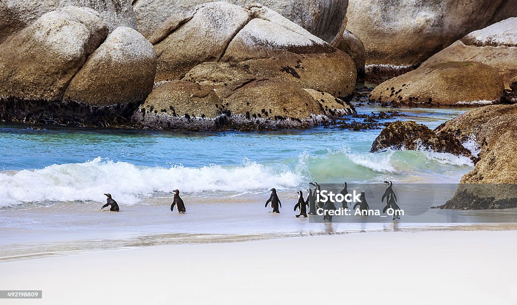penguins sauvage d'Afrique du Sud - Photo de Afrique libre de droits