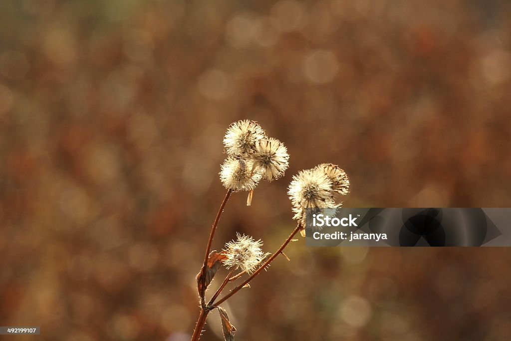 Grama close-up - Foto de stock de Agricultura royalty-free