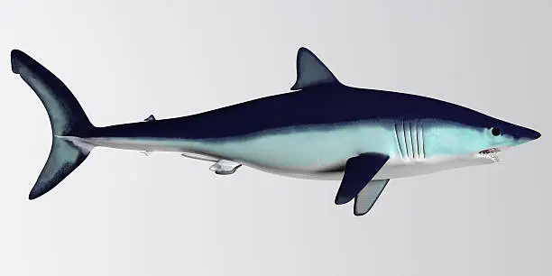 The Mako is a large species of predatory shark that can grow to 4.45 meters or 14.6 feet.