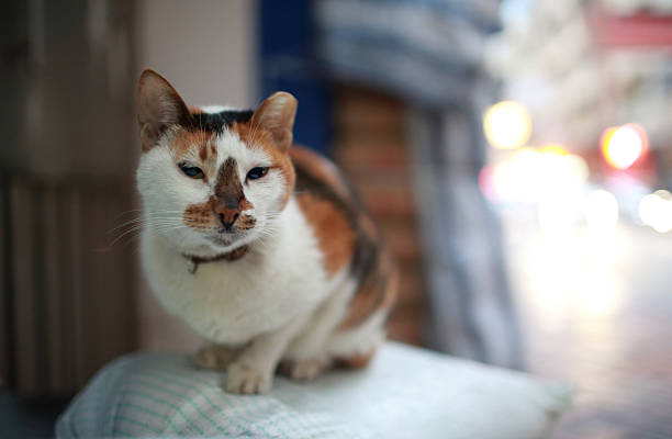 istock old cat in dawn street 492200247