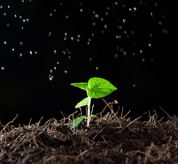 istock green sprout with a spray of water around 492200455