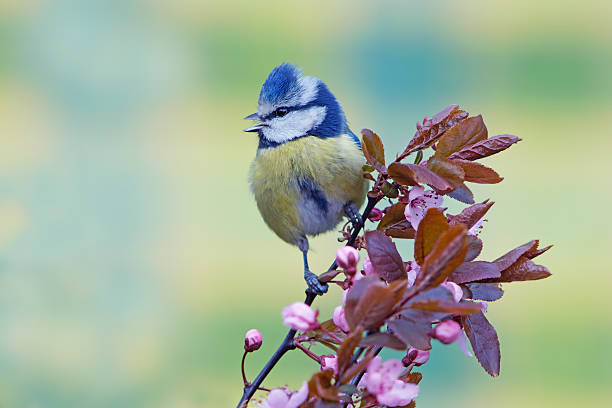 istock Blue tit on purple leaf-plum twig 492200577