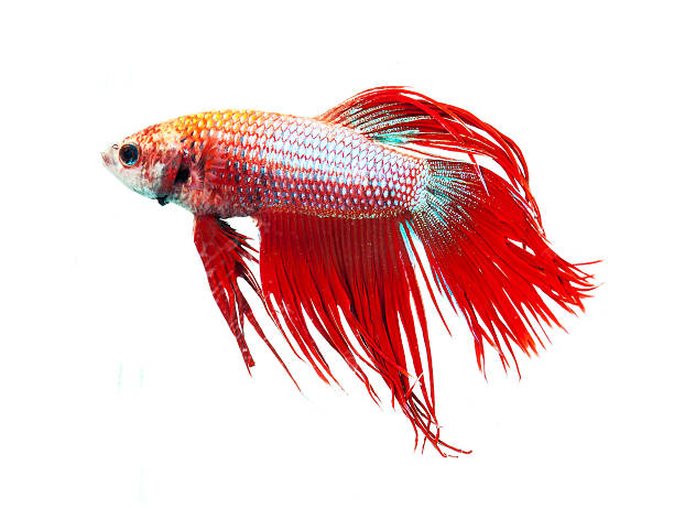 красный корона хвост бойцовая рыбка, betta splendens. - siamese fighting fish tropical fresh water fish fishbowl fighting fish стоковые фото и изображения