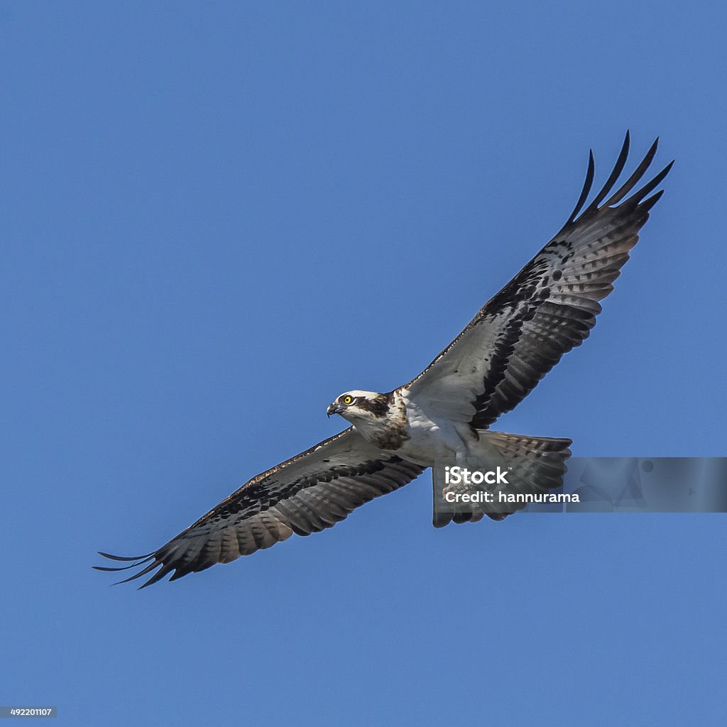 Osprey Hawk from Finland Animal Stock Photo Osprey Hawk from Finland Animal Stock Photo