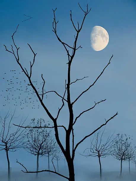 Moon behind trees