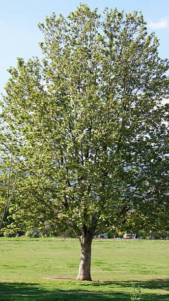 istock Tall and strong green tree in garden 492202173