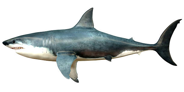 megalodon seite profil - riesenhai stock-fotos und bilder