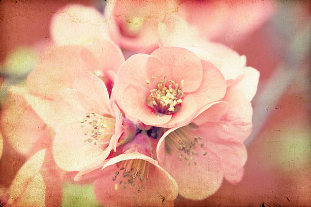 istock Pink flowers on vintage background 492202713