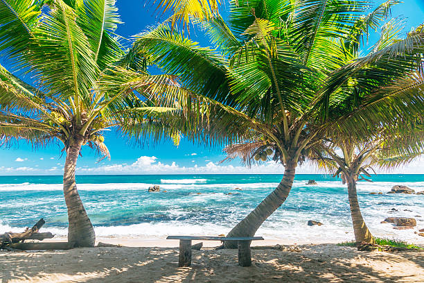 istock Indian ocean shore, Sri Lanka 492217366