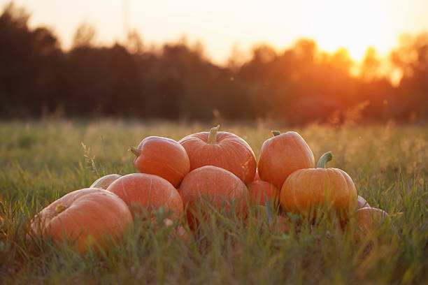 istock pumpkins outdoor 492217902