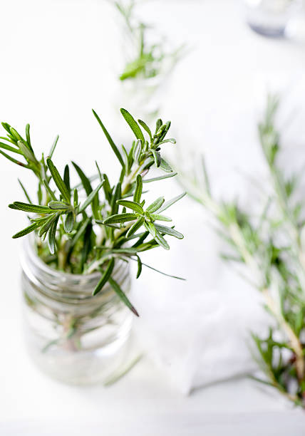 istock Fresh rosemary bound, sprigs in a glass 492218540