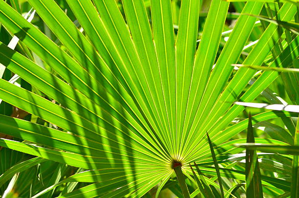 istock Frame filling shot of backlit palm frond 492220926