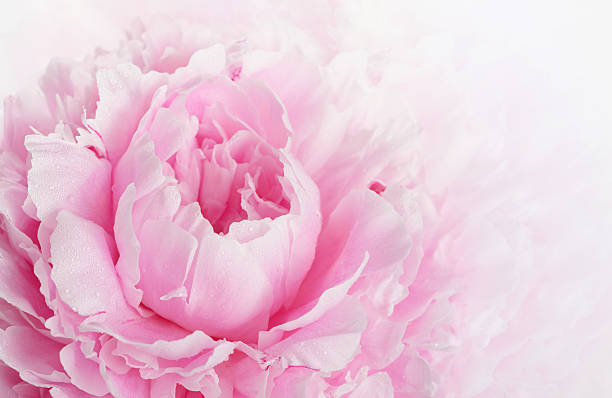 Pink peony stock photo