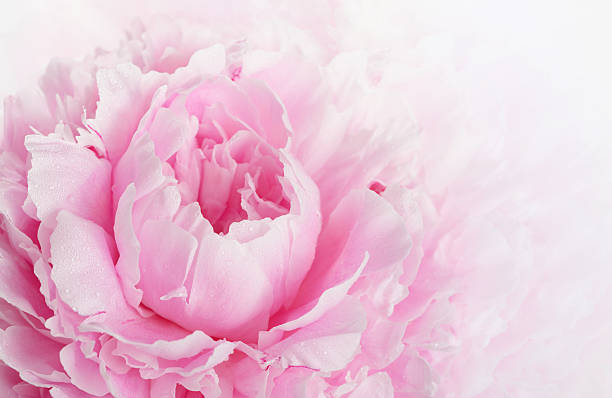 Peônia cor-de-rosa - foto de acervo