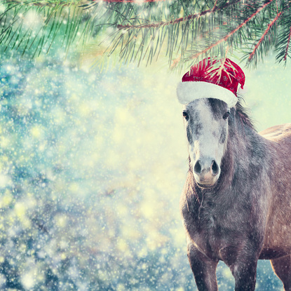Beautiful  sweet Horse with Santa hat on Christmas background