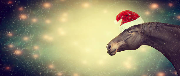 ghristmas background with black horse and santa hat, banner,  toned - horse net bildbanksfoton och bilder