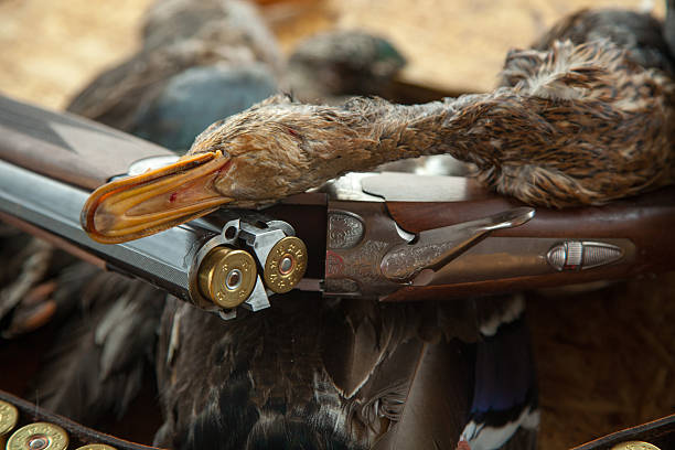 gun, caça, sem pato, e munição - dead animal fotos - fotografias e filmes do acervo