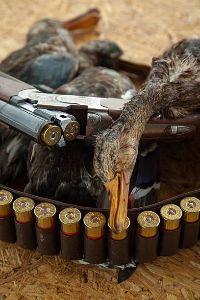 arma de caça, morta, pato e munições - dead animal fotos imagens e fotografias de stock