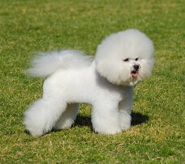 istock Bichon Frieze dog 492226824