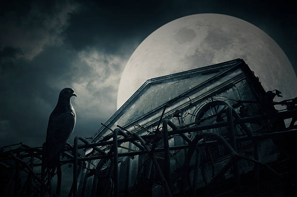 istock Old building at night over cloudy sky with bird 492226984