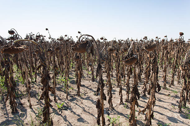istock dried sunflower field 492228840