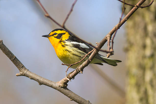 istock Colorful orange and yellow bird in a forest scene 492229762