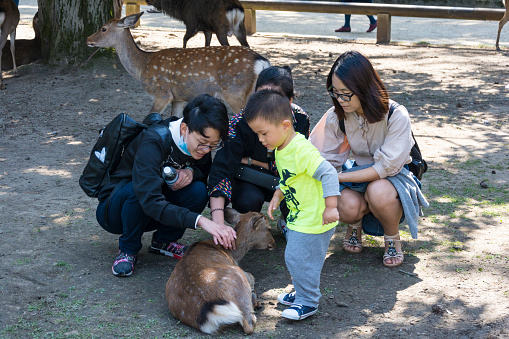 Nara, Japan - October 6, 2015: A Japanese family, three adults and one young child, pet a sika deer at the Nara public park in Japan. The deer are wild and free to roam the park. 