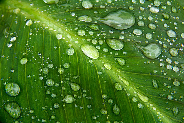 istock Leaf, Water, Nature, Green Color, Drop 492230678