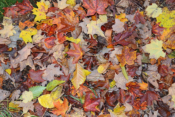 istock Autumn foliage, leaves on forest floor in Fall colors 492231104