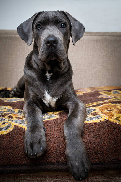 Headshot of a Cane Corso or Italian Mastiff