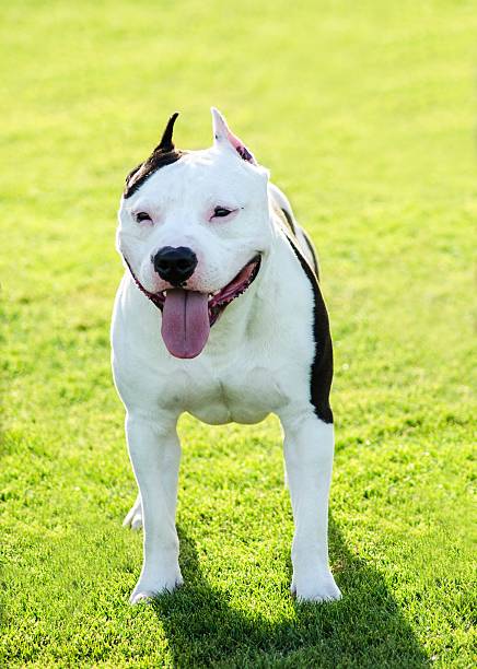 istock American Bulldog 492231474