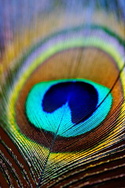 istock Abstract macro peacock feather, blur, multicolored vivid color 492232852