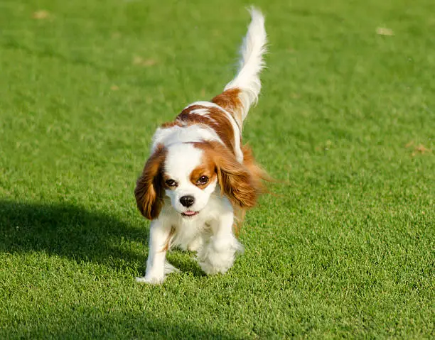 A small Blenheim Cavalier King Charles Spaniel walking on the grass looking very friendly and beautiful