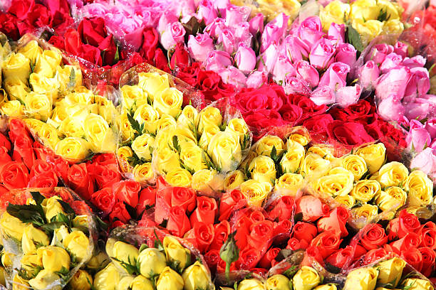 istock colorful roses flower 492247770